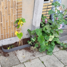 geveltuin